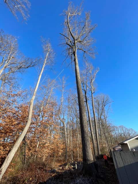 Ksor Tree Service ISA-certified arborist team