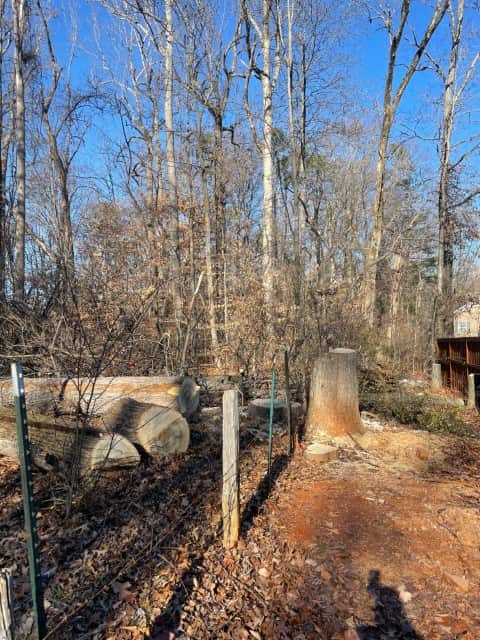 Completed tree work in Charlotte area
