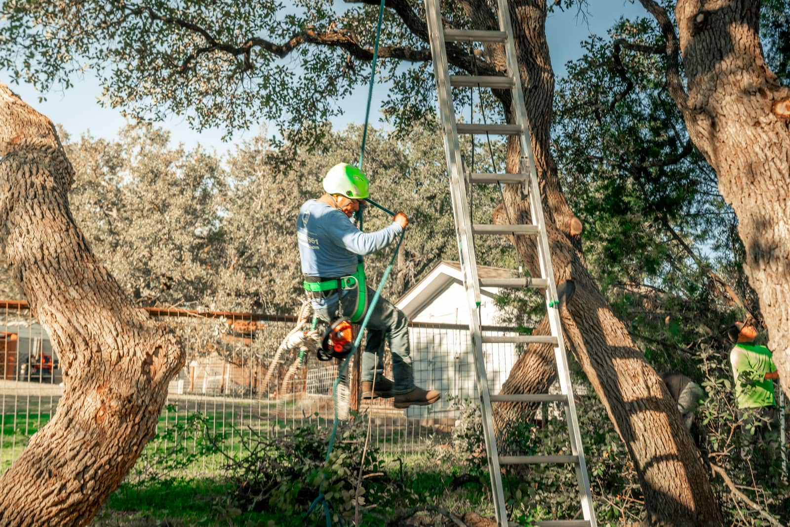 Tree removal project