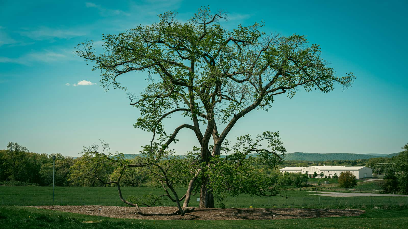 Tree Health Assessments